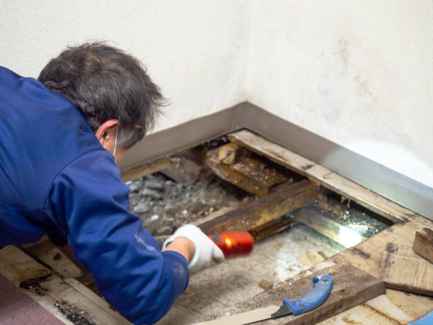 Best Commercial Mold Removal  in East Merrimack, NH