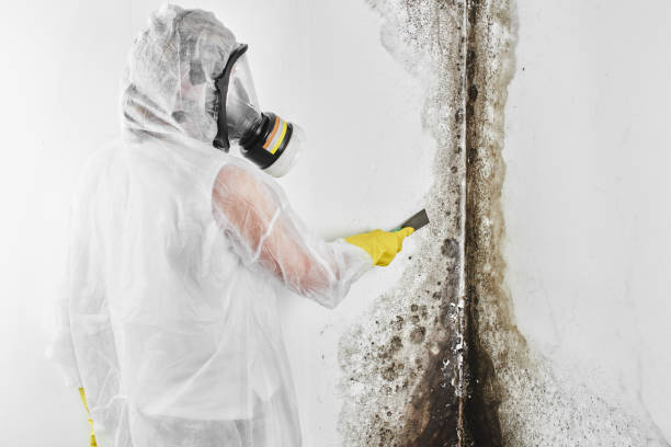 Trusted East Merrimack, NH Mold Removal Experts