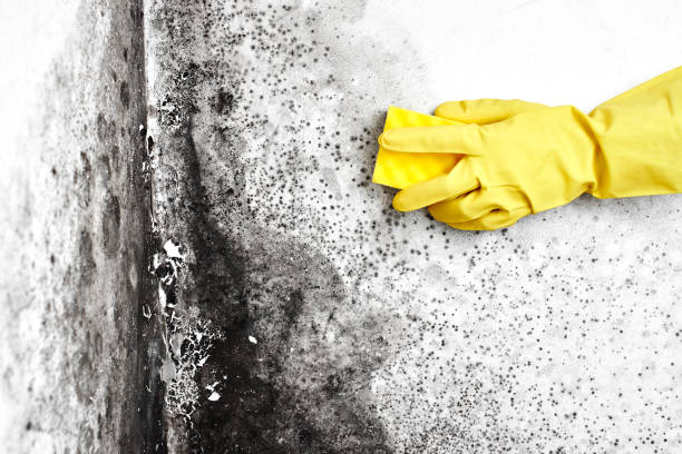 Best Black Mold Removal  in East Merrimack, NH