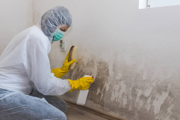Attic Mold Removal in East Merrimack, NH